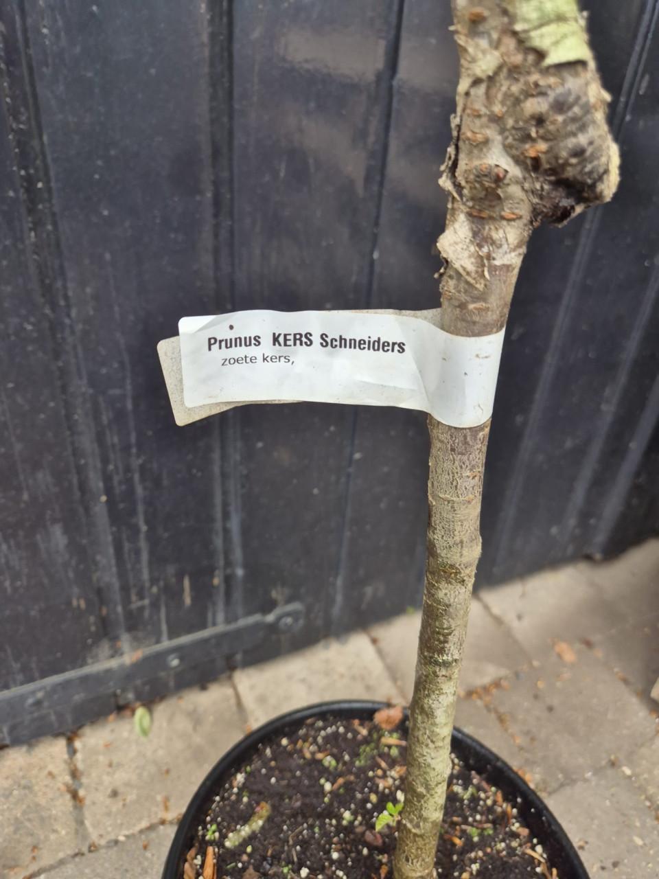 Laagstam kersenboom