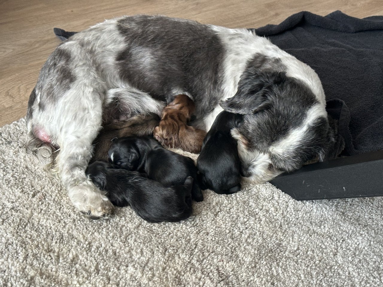 Boomer pups