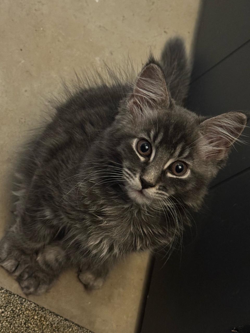 5 maine coon kittens mogen vanaf 12 sept weg.