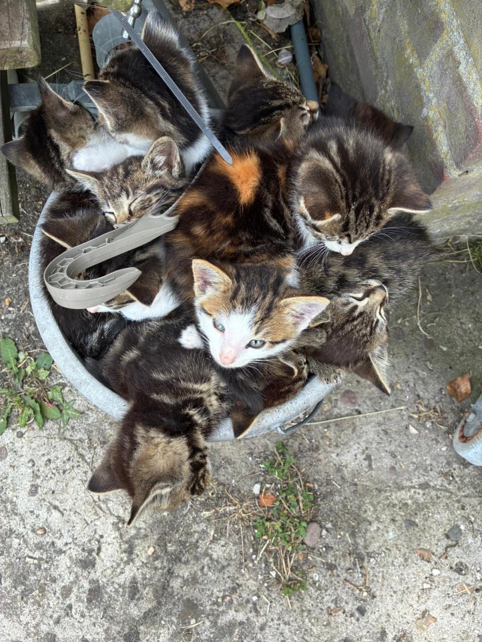 Kittens