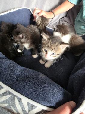 Kittens kitten poes poesjes huiselijke kring opgegroeid