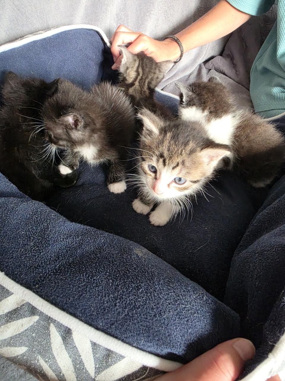 Kittens kitten poes poesjes huiselijke kring opgegroeid