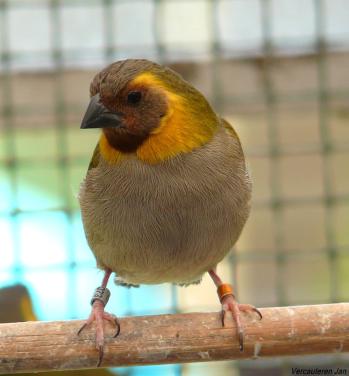 Vogel