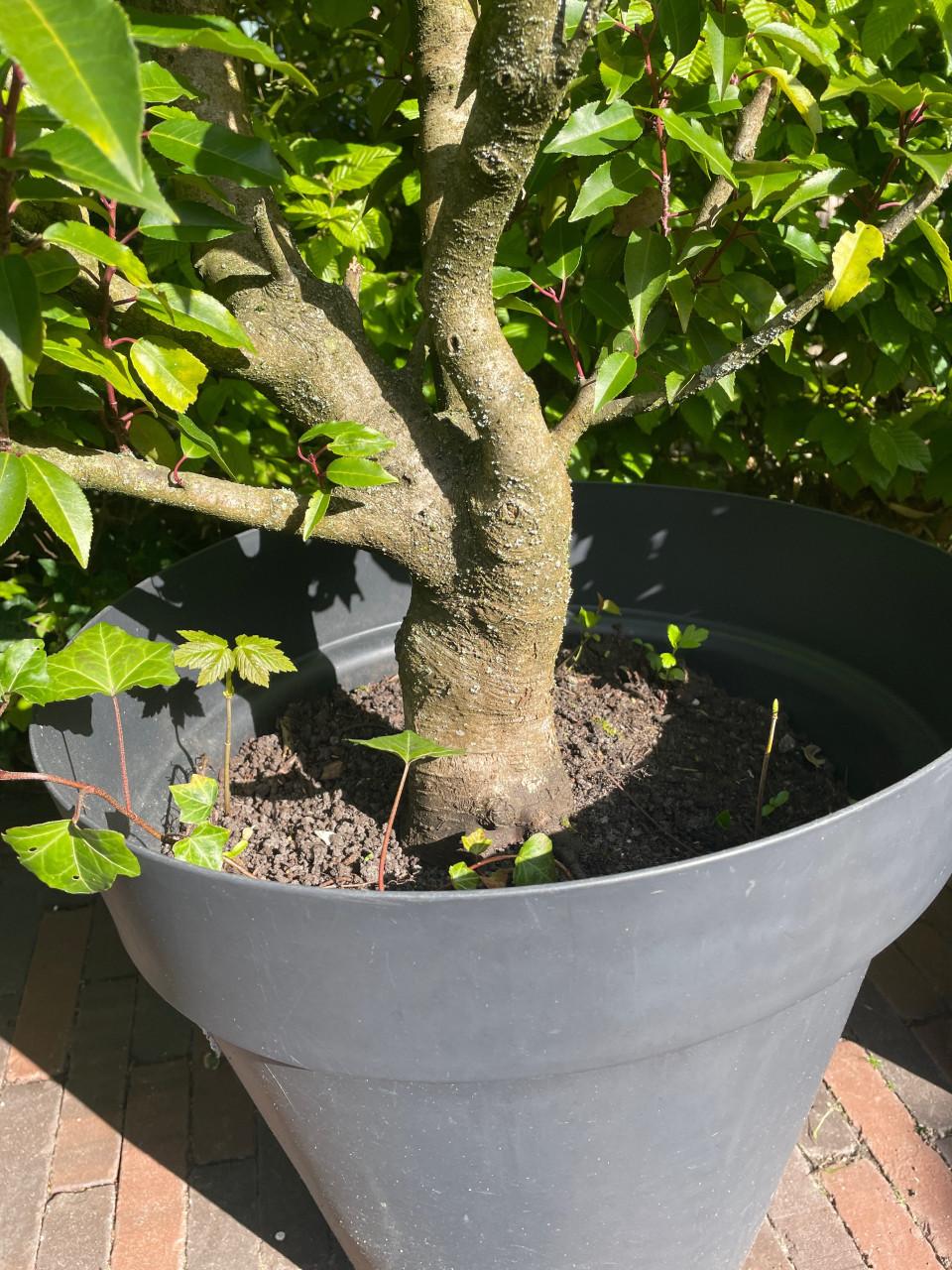 Portugese laurier - 3 stuks - volwassen