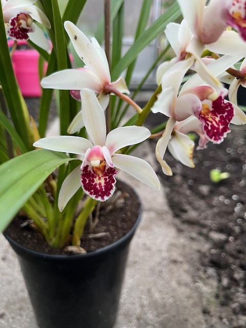 Cymbidium-planten