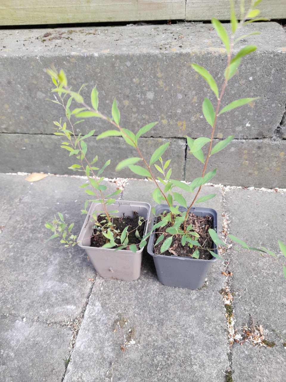 Spirea wit