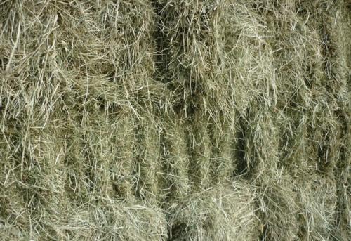 Weidehooi overjarig, kleine pakjes, onbemeste weide, biologisch
