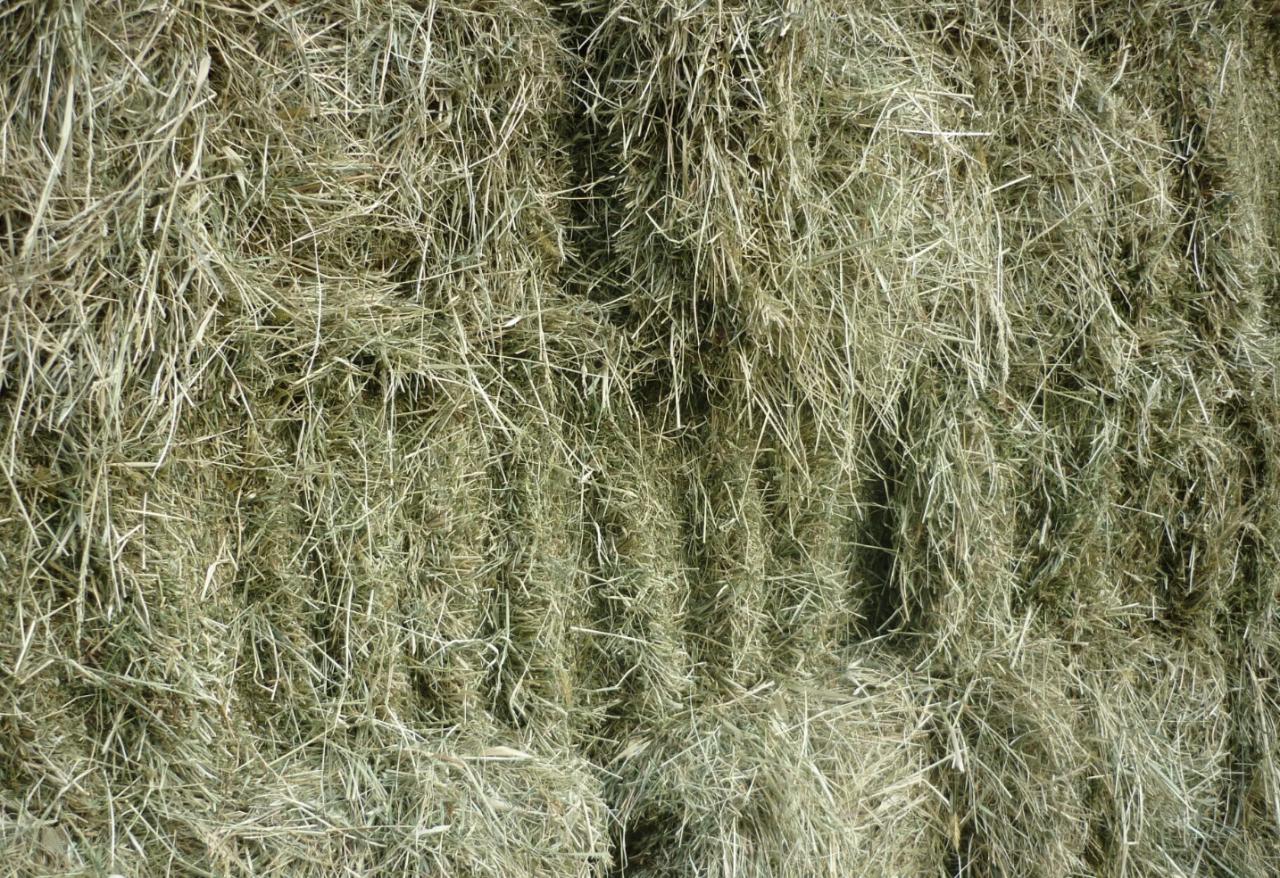 Weidehooi overjarig, kleine pakjes, onbemeste weide, biologisch