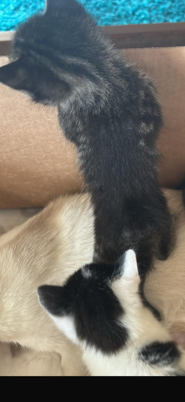 Mooie kittens 🐈‍⬛ 🐾