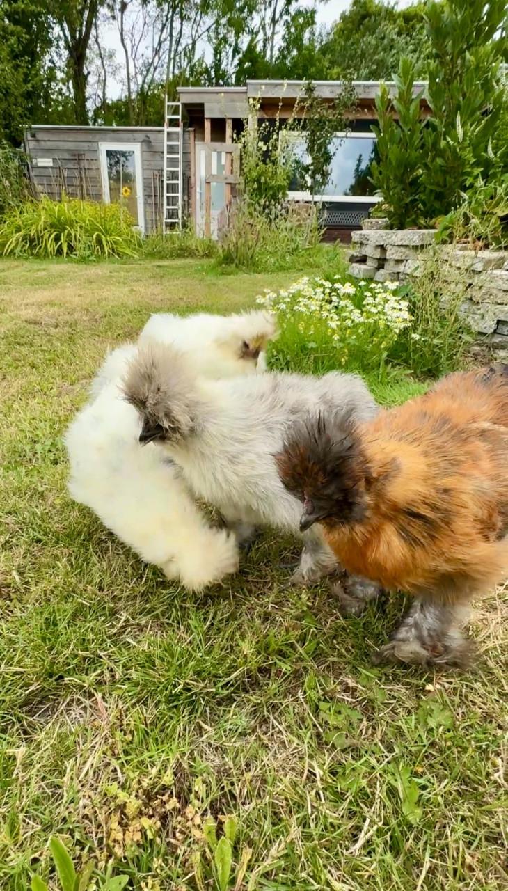 Broedeieren Zijdehoentjes