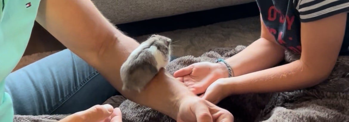 Hamster (goud -hamster) inclusief kooi