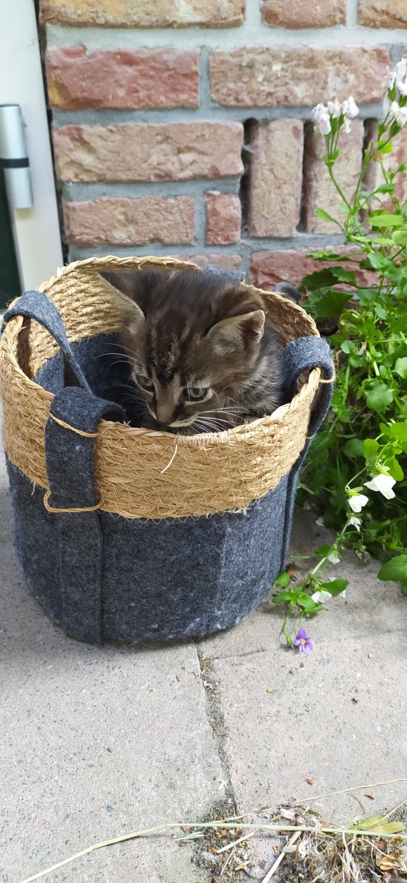 Schattige kittens
