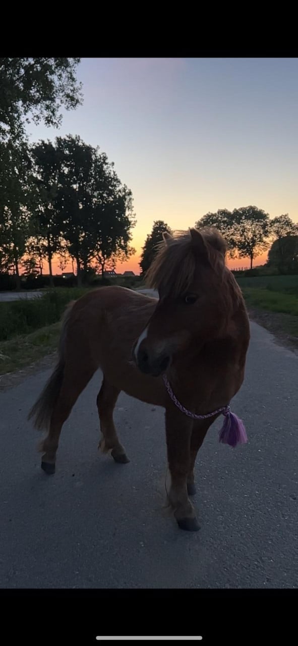 2 lieve shetlanders te koop