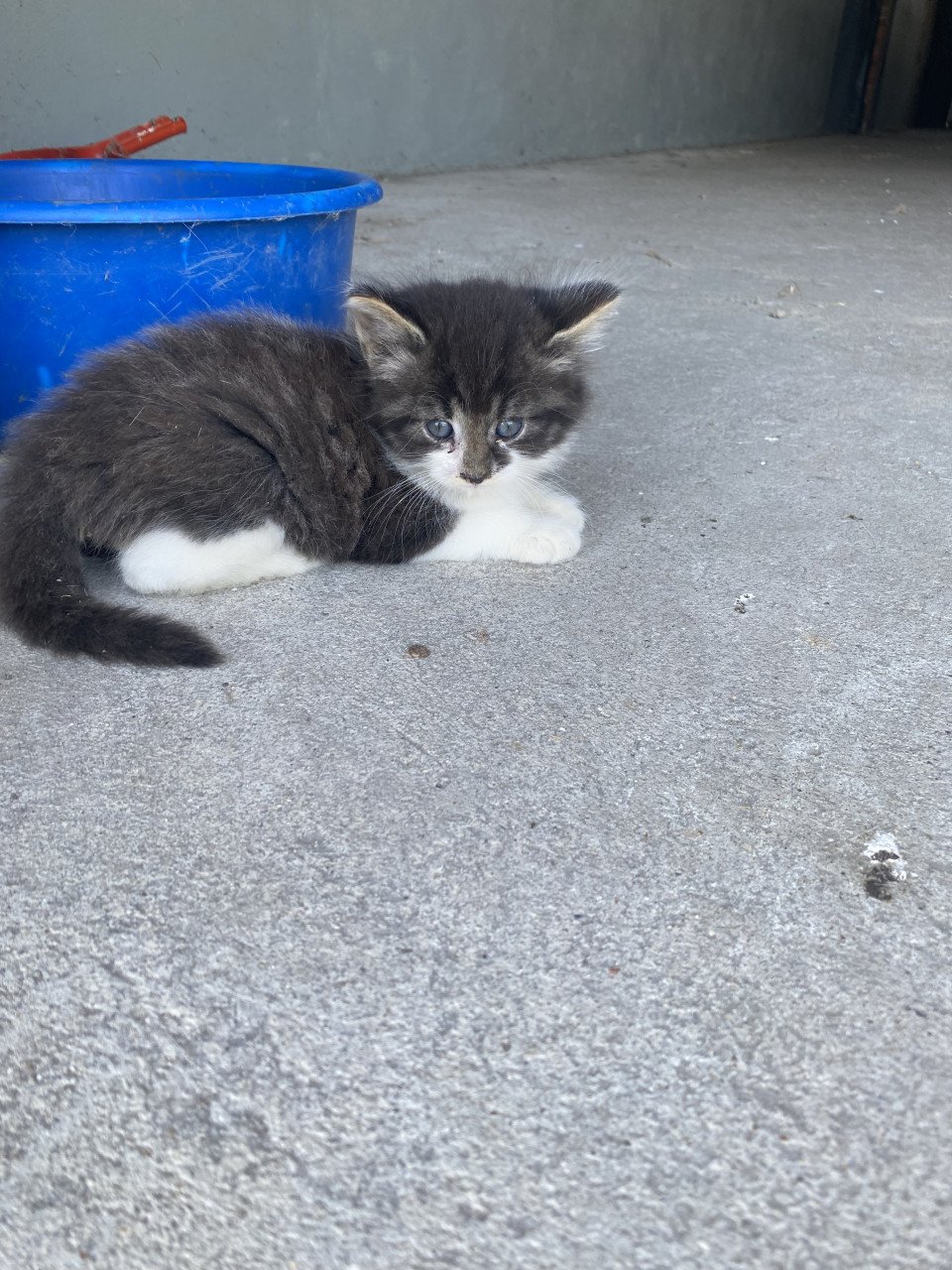 Kittens zoeken nieuw huisje!