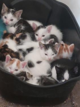 Jonge poesjes te koop