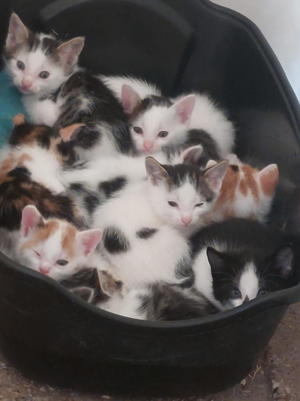 Jonge poesjes te koop
