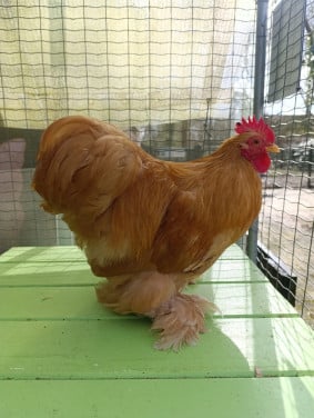 Mooie cochin haan