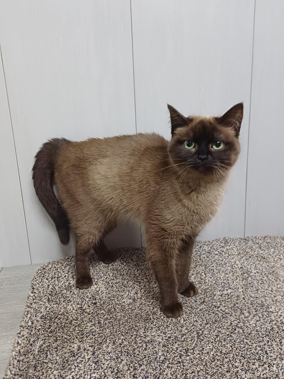 Super lieve aanhankelijke Brits Korthaar poes zoekt een nieuw huisje.