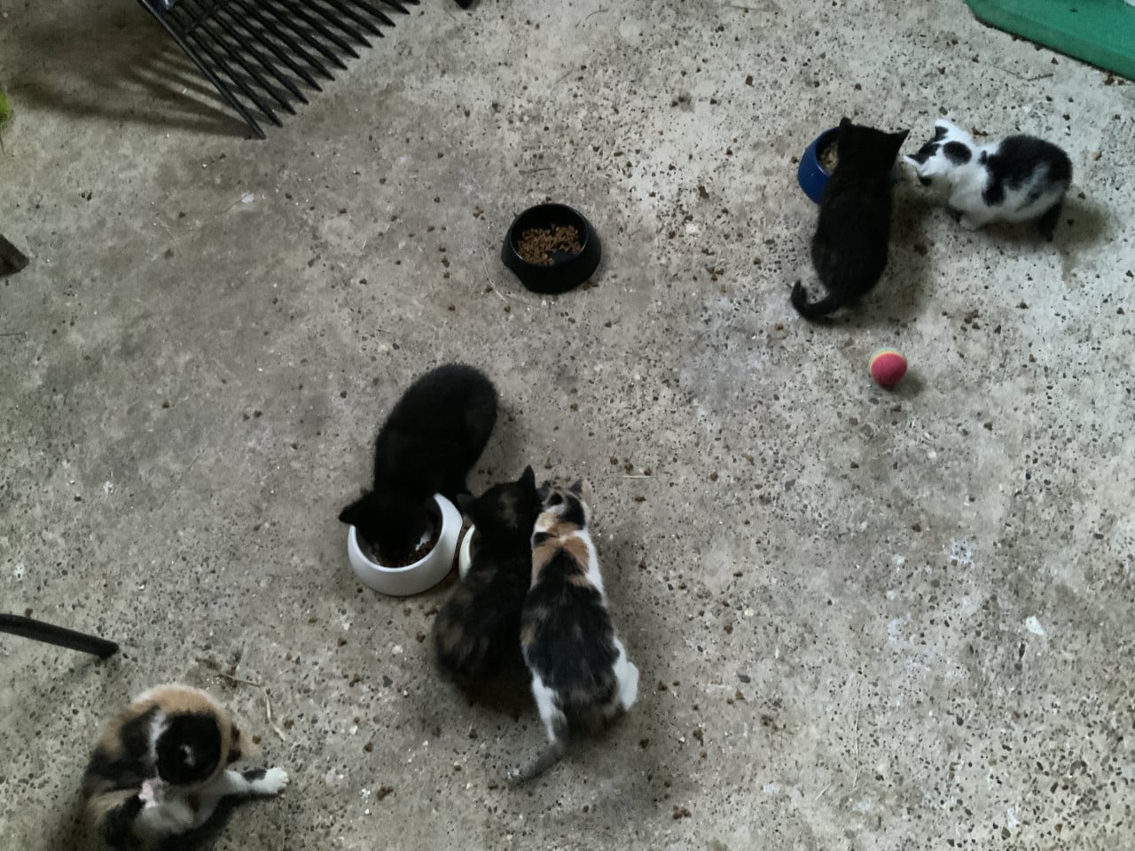 Kittens