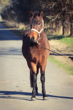 New Forest pony