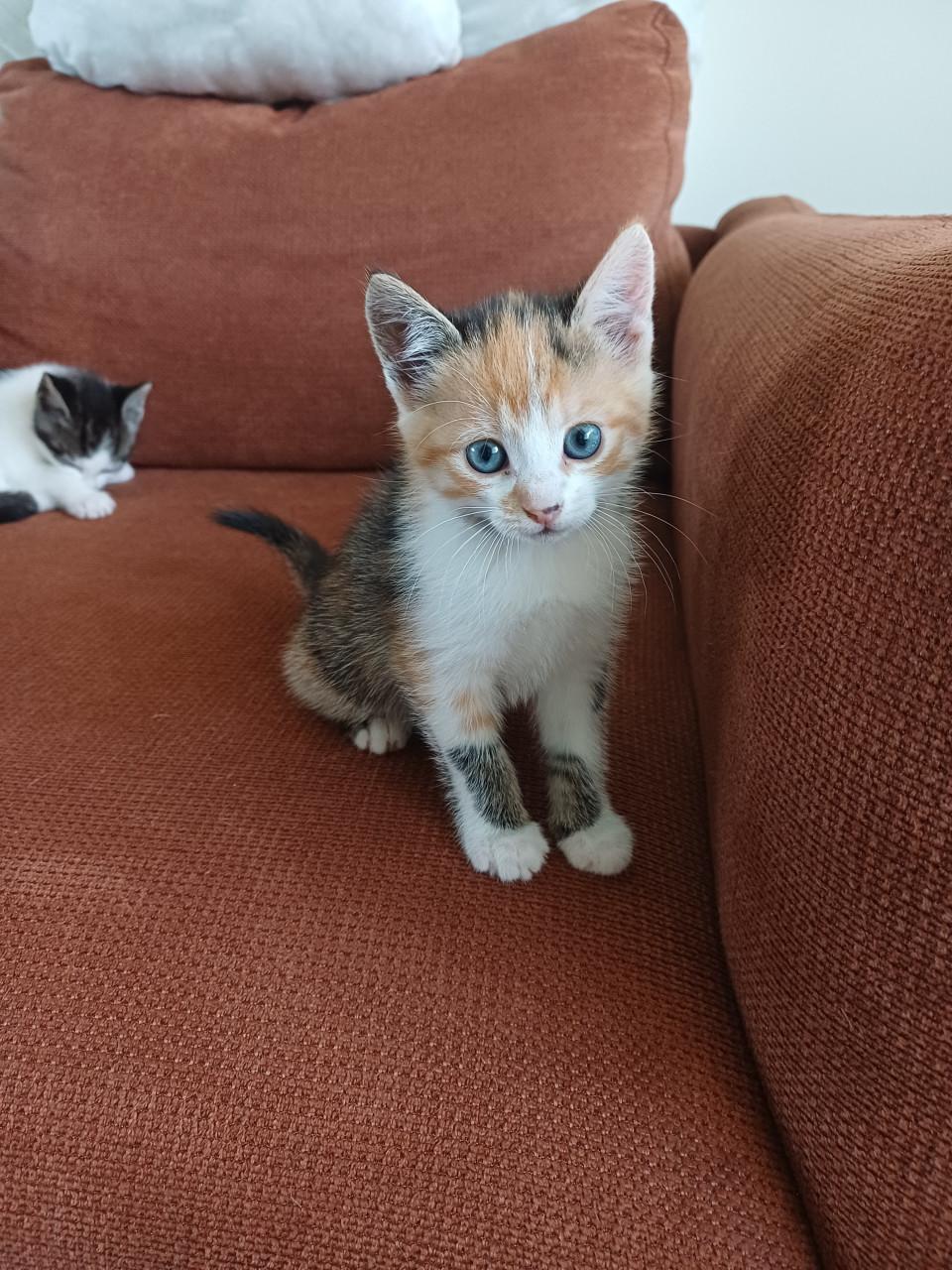 Kittens
