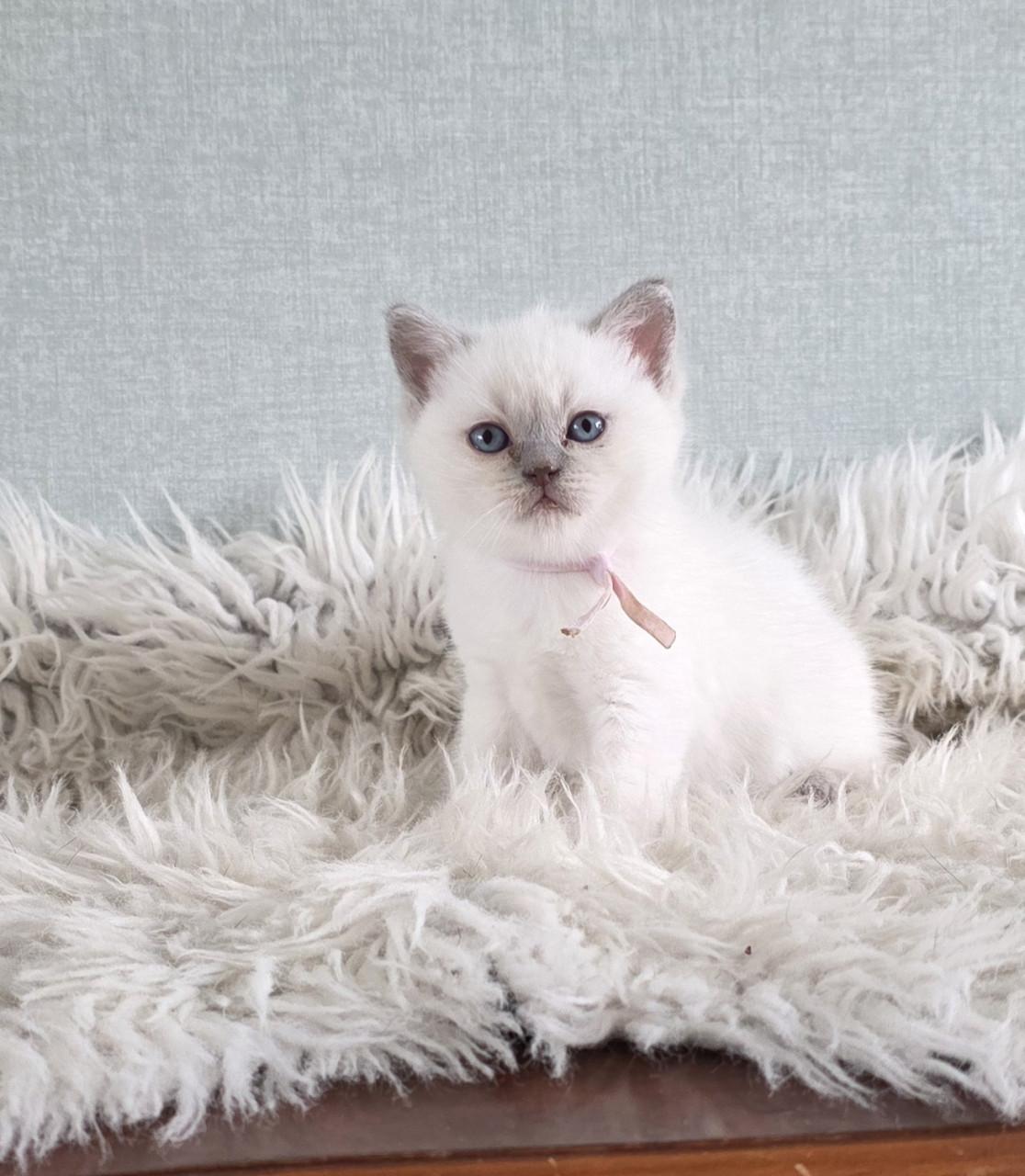 2 lilac-point Brits kort en langhaar kittens