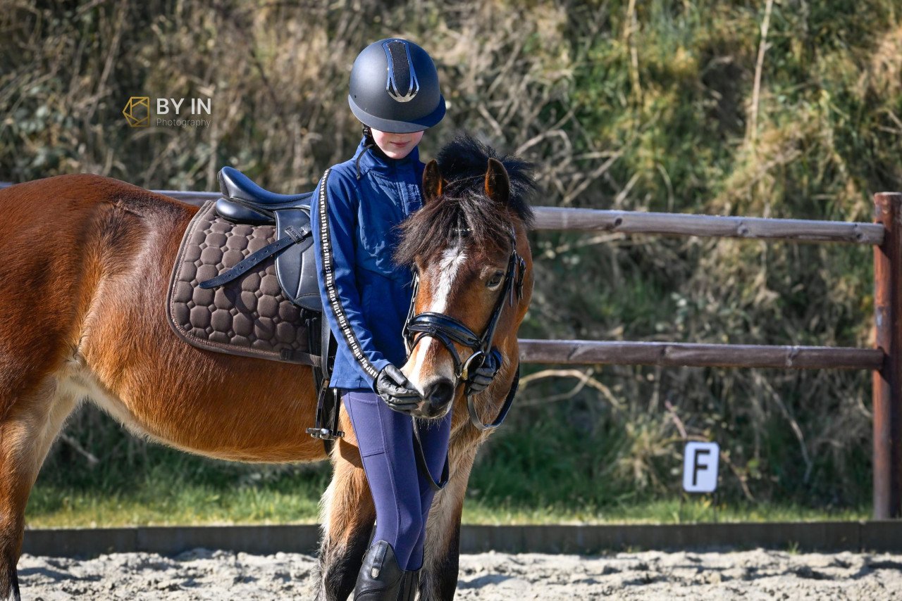 Welsh c pony
