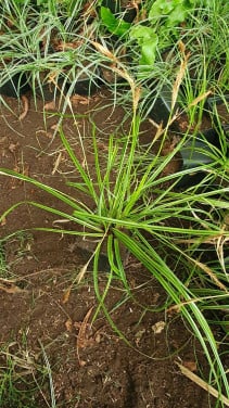 Diverse siergrassen en planten