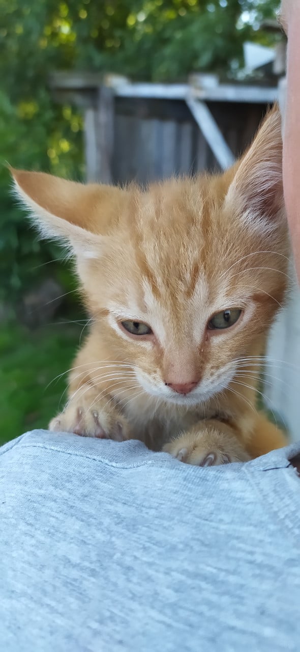 Super lieve kittens