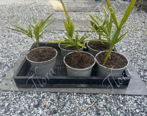 Palm trachycarpus fortunei