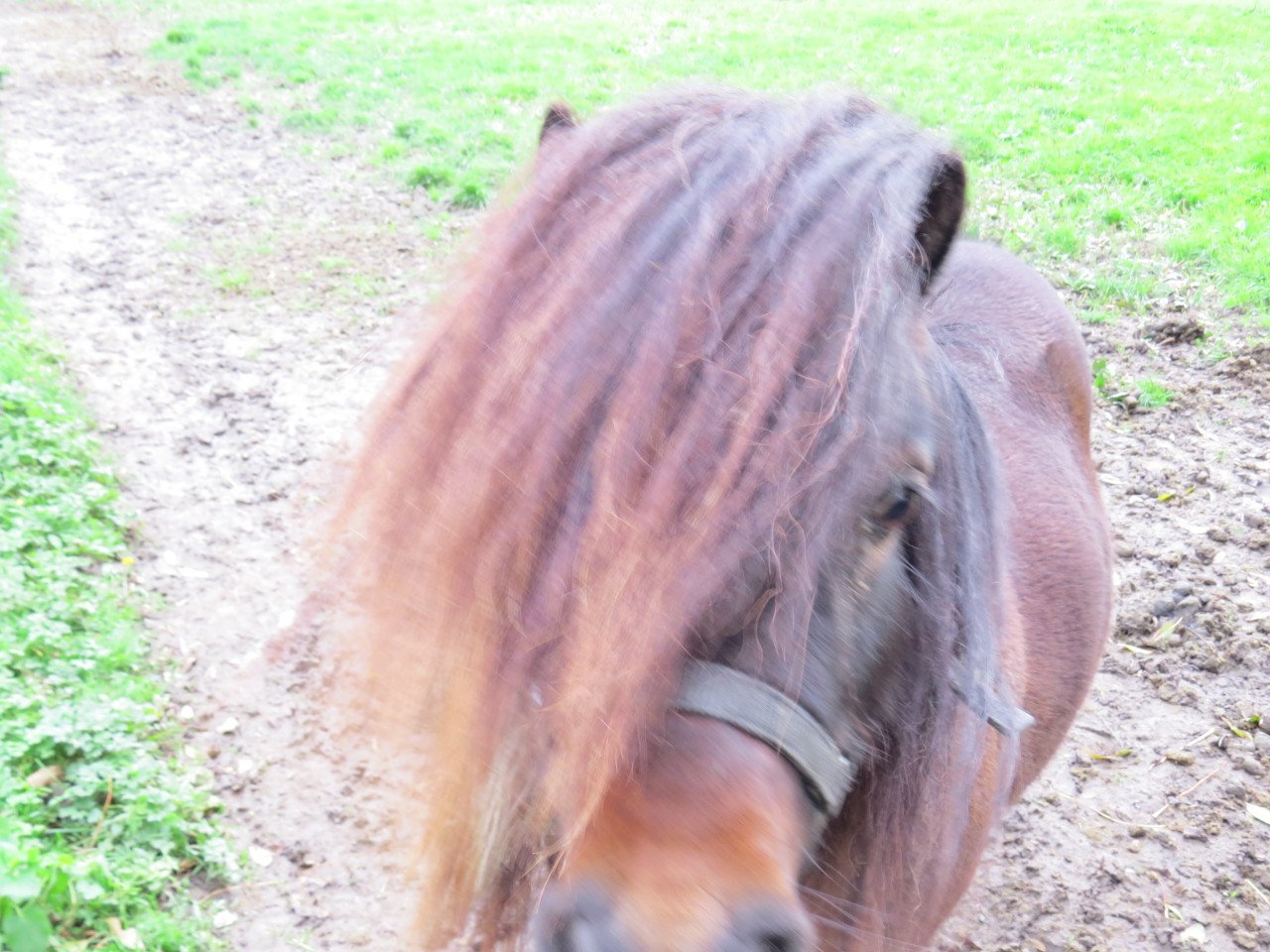 Shetlander