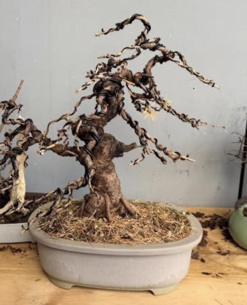 Bonsai Larix