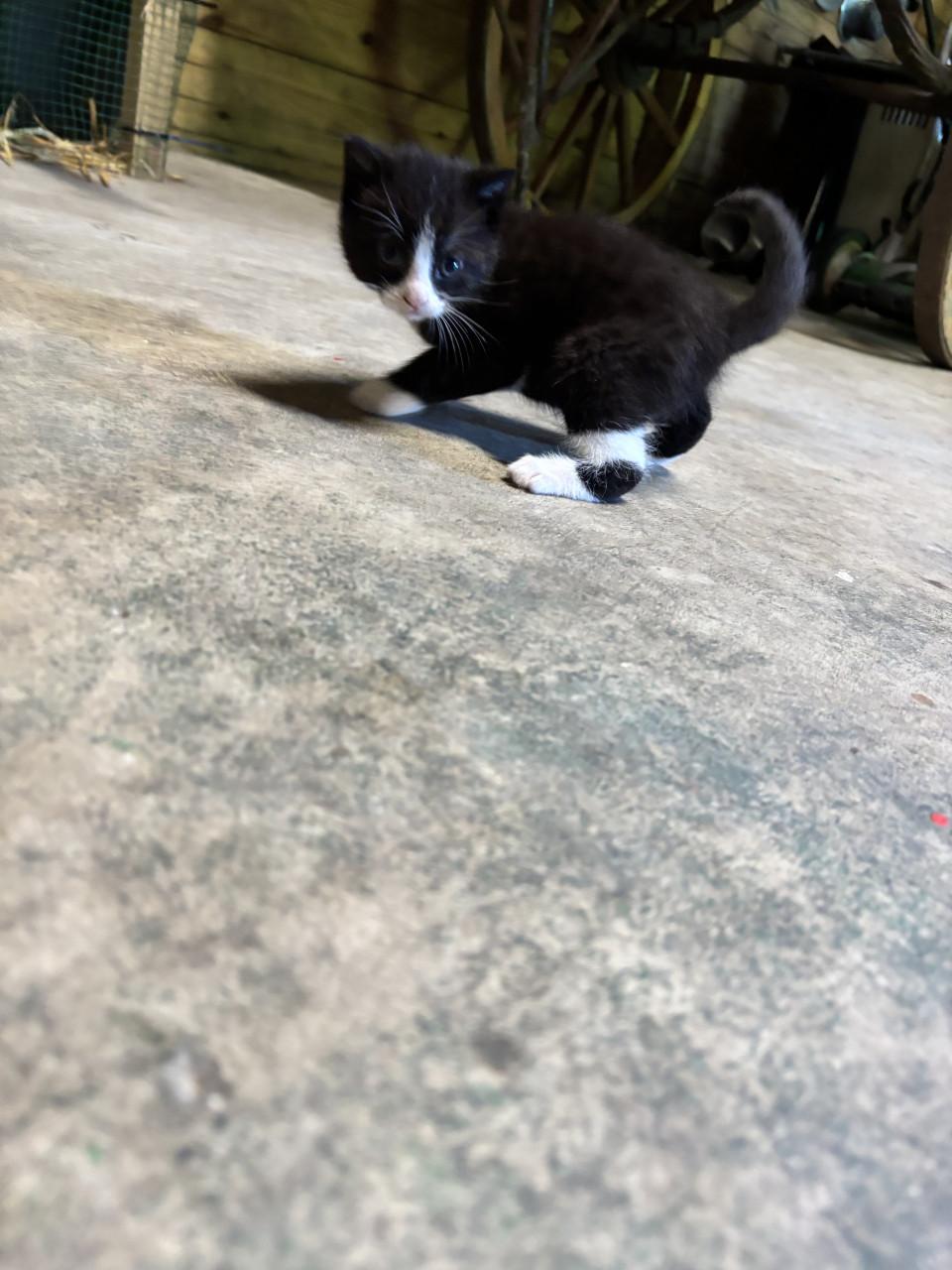 5 boerderij kittens