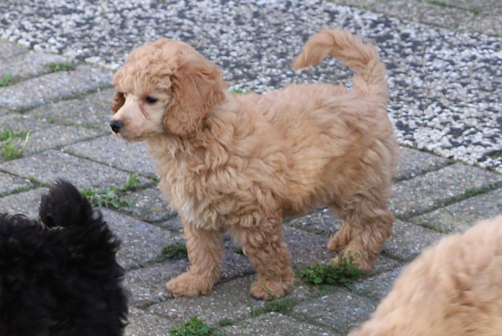 Dwerg poedel pups