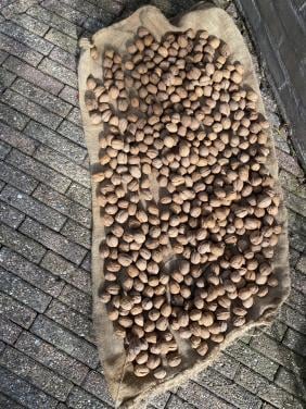 Gedroogde Zeeuwse walnoten