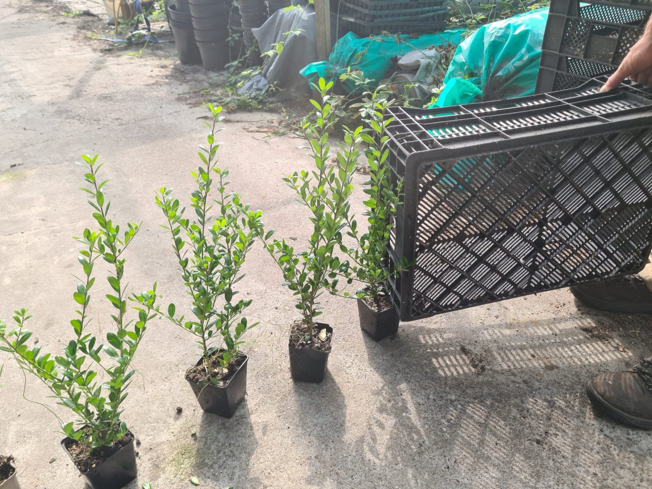 Ilex Caroline Upright - Ideale buxusvervanger