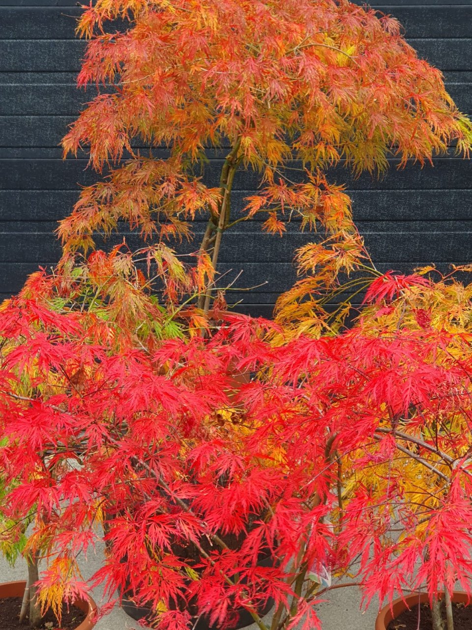 Diverse Acers
