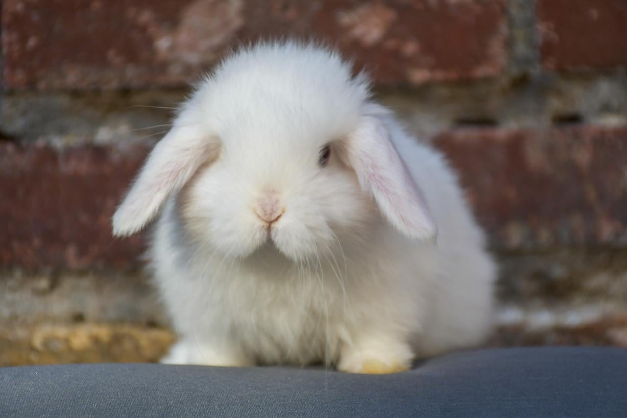 Lieve Minilops