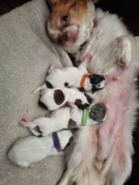 Chihuahua pups te koop