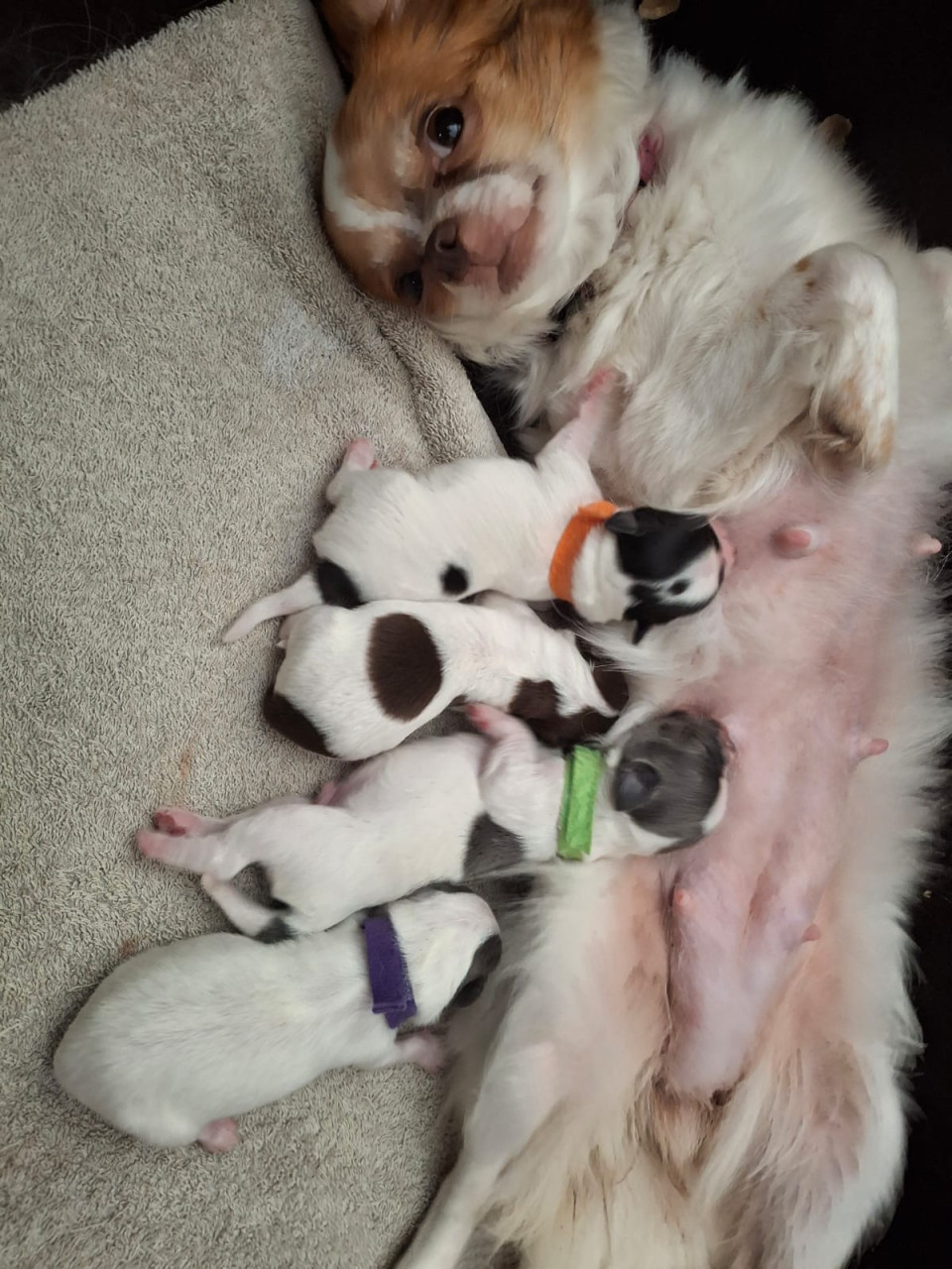 Chihuahua pups te koop