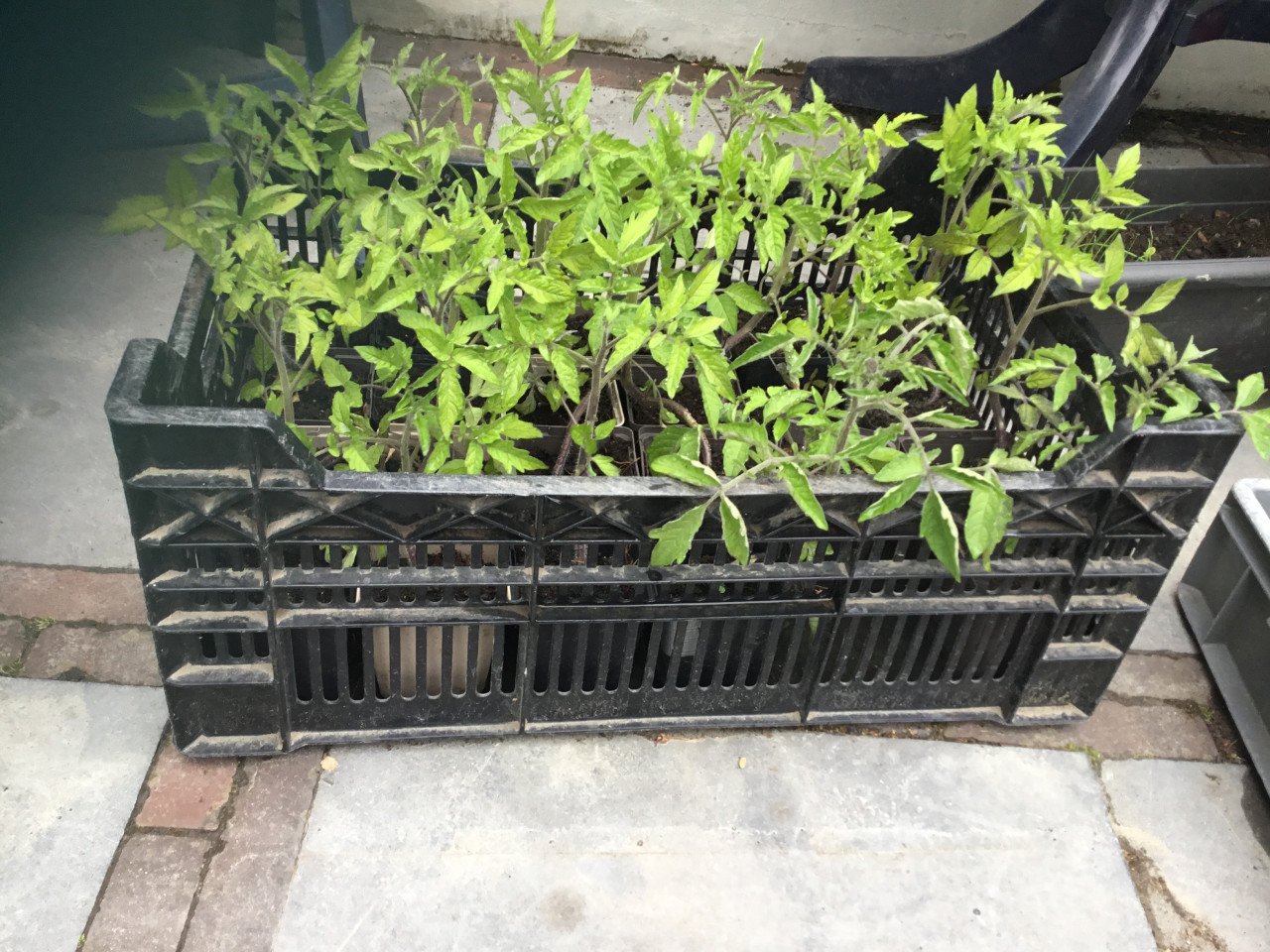 Tomatenplanten