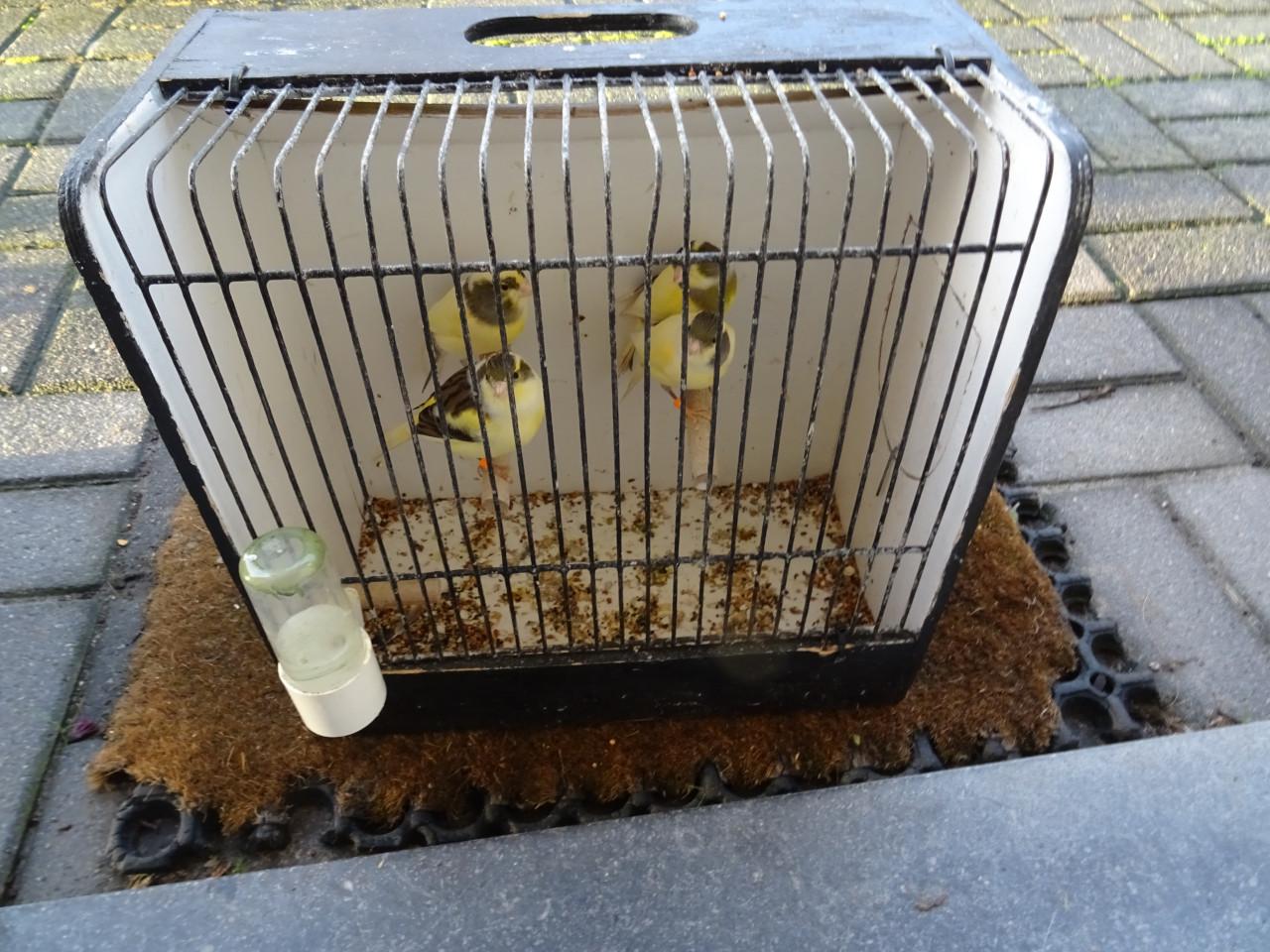 Te koop enkele zeer mooie bonte man zang kanaries ,p/st €17.00