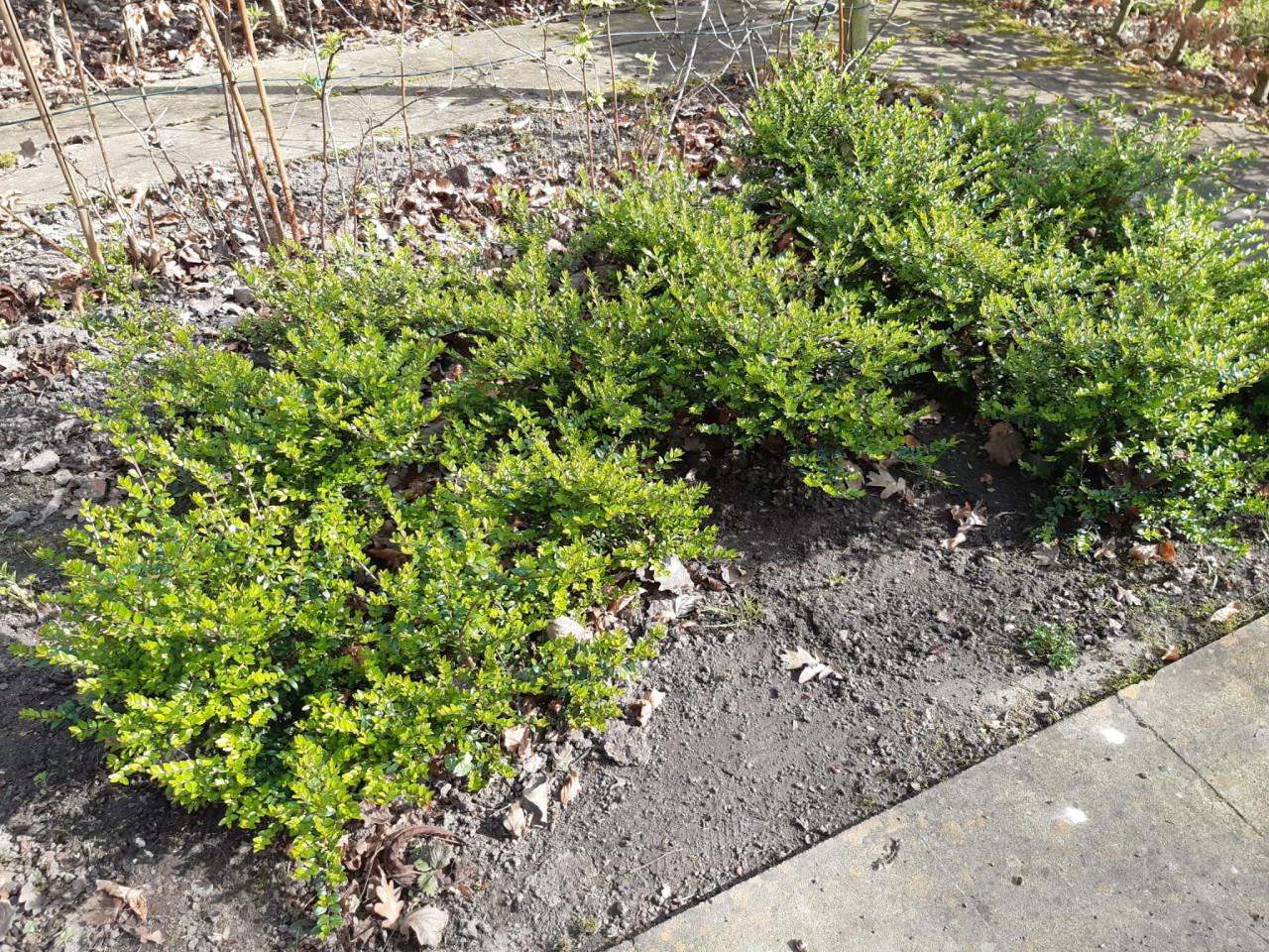 Buxusvervanger Lonicera Nitida Maigrun,struikkamperfoelie, 30 stuks, 20/30