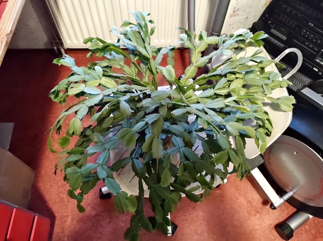 Hele mooie Lidcactus. bloei; paars- rood.  65 cm. doorsnede