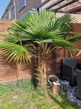 Grote Trachycarpus Fortunei Palmboom - Winterhard