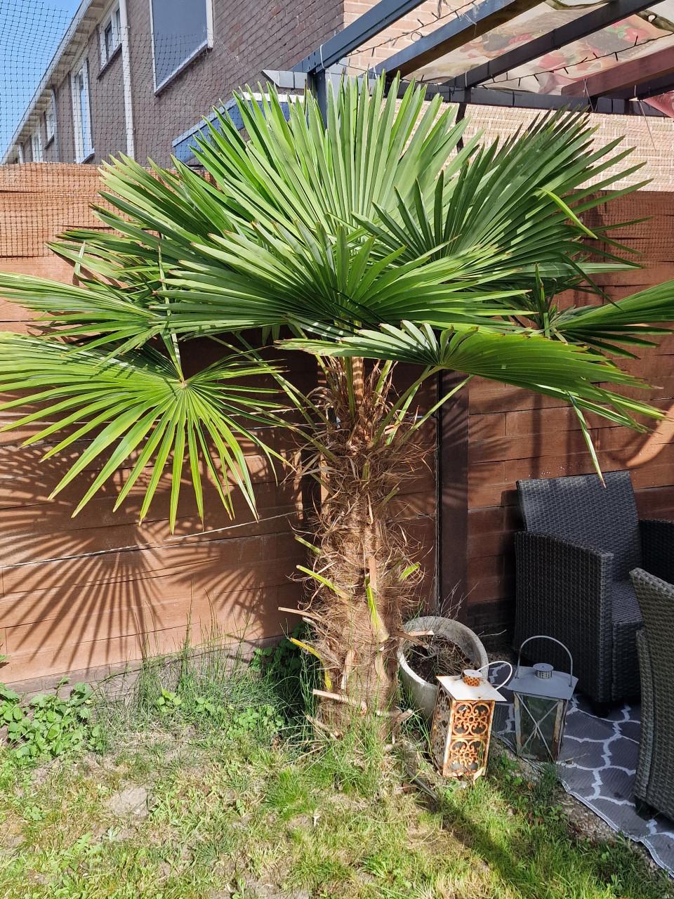 Grote Trachycarpus Fortunei Palmboom - Winterhard