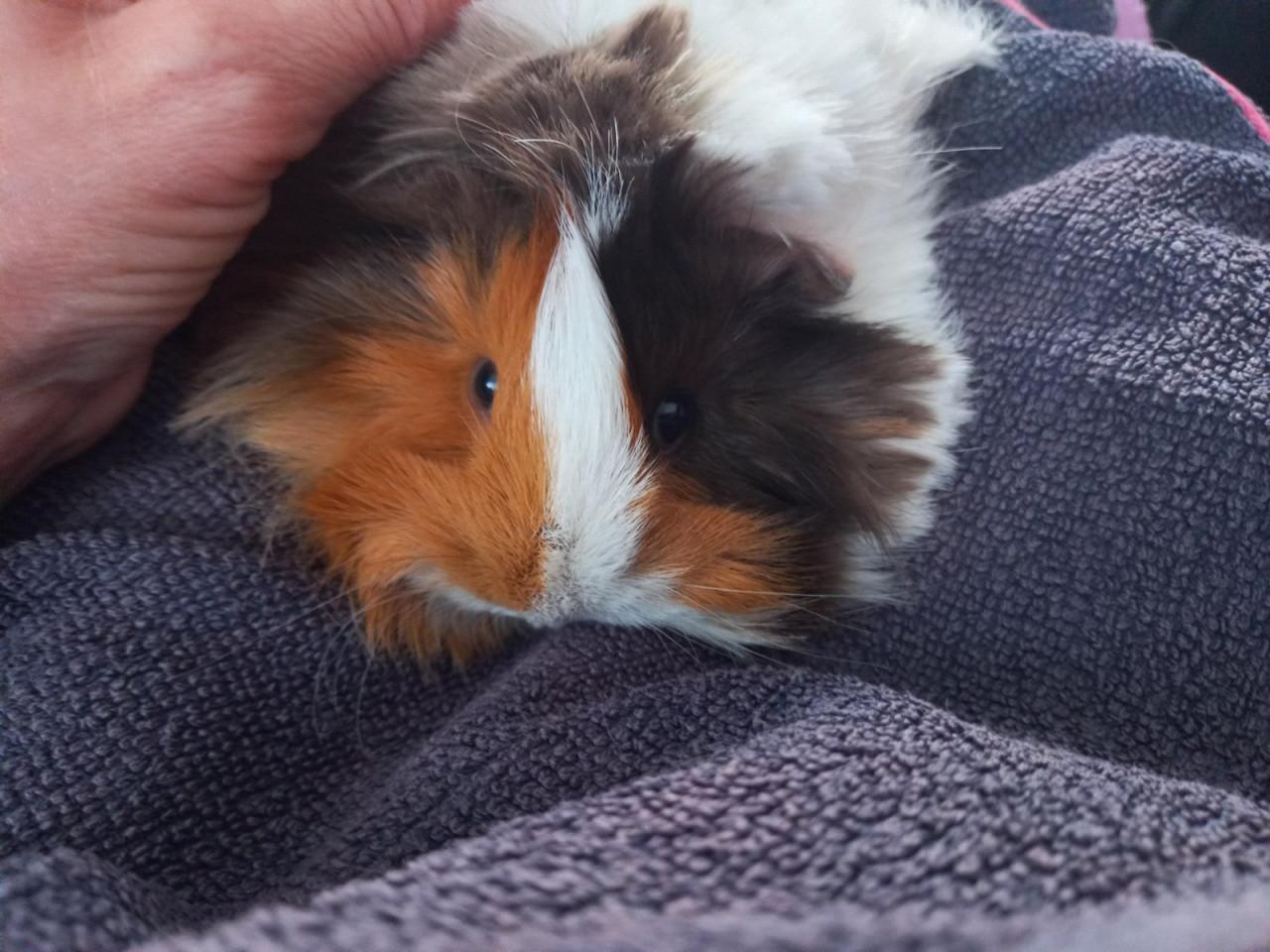 2 dames cavia's,  best in een groep te plaatsen
