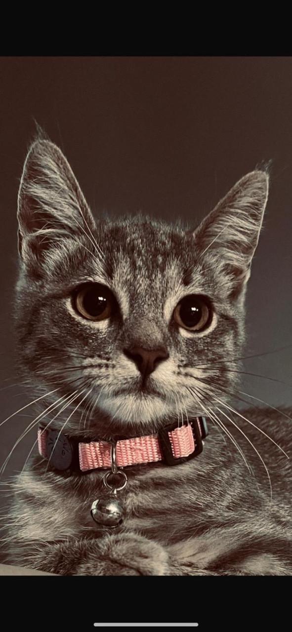 Kitten meisje kruising Pers langharig