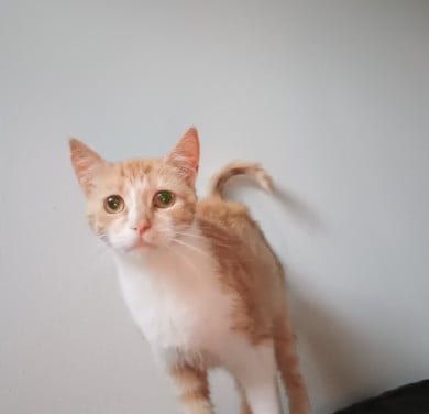 Katten zoeken 5* huisje