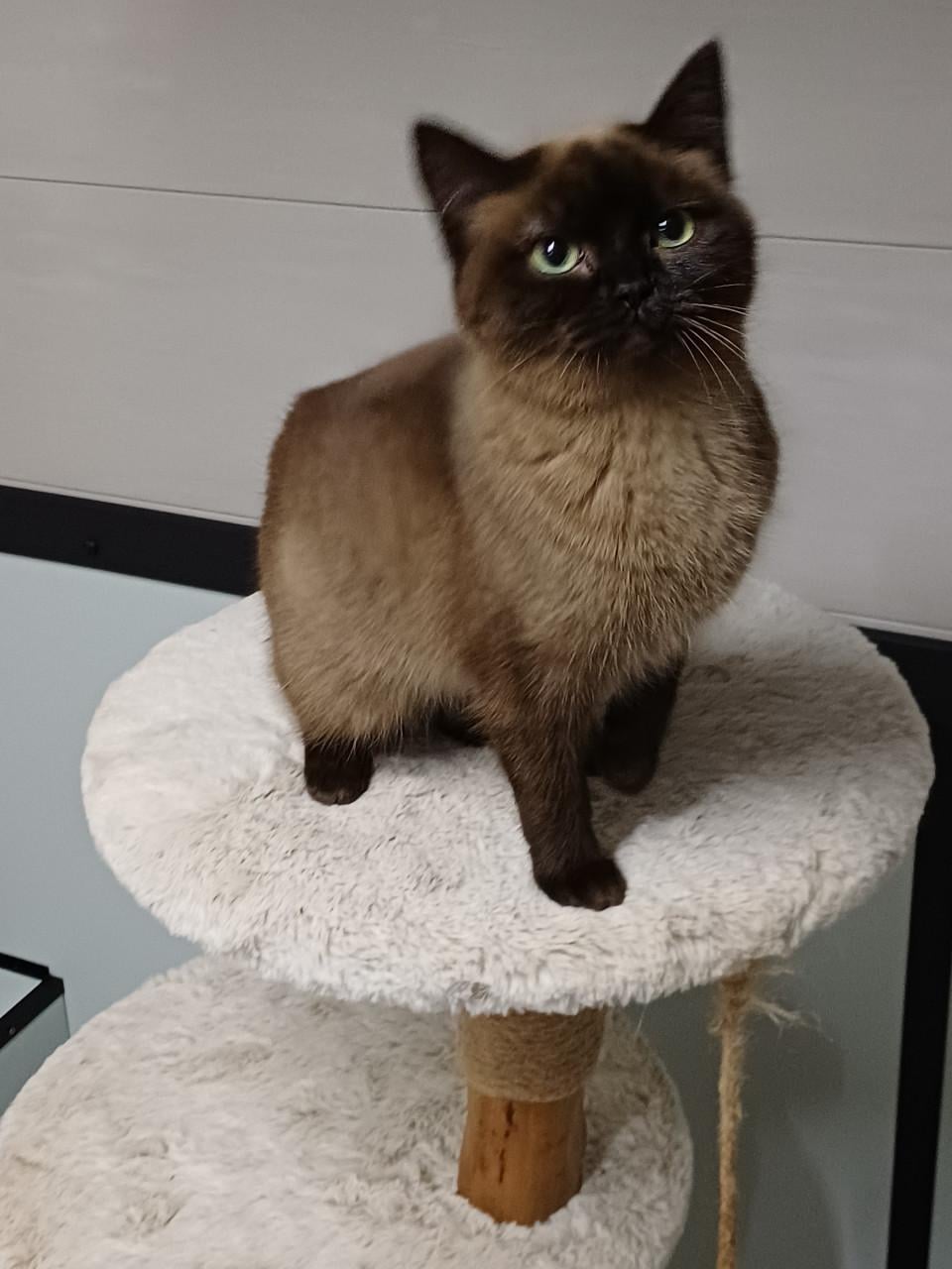Super lieve aanhankelijke Brits Korthaar poes zoekt een nieuw huisje.